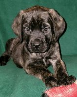 English Mastiff Puppies for sale in Conway, AR, USA. price: NA