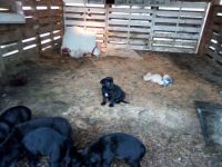 English Mastiff Puppies for sale in Roseburg, OR, USA. price: NA