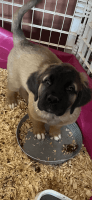 English Mastiff Puppies for sale in Kearney, NE, USA. price: NA