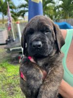 English Mastiff Puppies for sale in Largo, FL, USA. price: NA