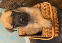 English Mastiff Puppies for sale in Grafton, WV 26354, USA. price: $2,000