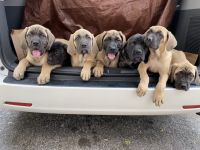 English Mastiff Puppies for sale in Central Islip, NY, USA. price: $1,300