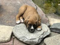 English Mastiff Puppies for sale in Thompson Falls, MT 59873, USA. price: $500