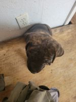 English Mastiff Puppies for sale in Clifton, TX 76634, USA. price: $1,500