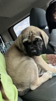 English Mastiff Puppies for sale in Pearsall, TX 78061, USA. price: NA