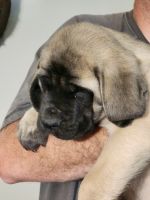 English Mastiff Puppies for sale in Bennington, IN 47043, USA. price: $1,200