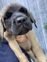 English Mastiff Puppies for sale in Williamstown, KY, USA. price: $1,000