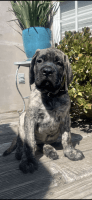 English Mastiff Puppies for sale in Cambria, CA, USA. price: $1,100