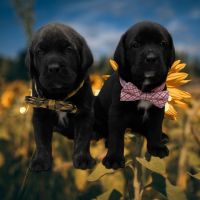 English Mastiff Puppies Photos