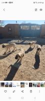 English Mastiff Puppies for sale in Albuquerque, NM, USA. price: $850