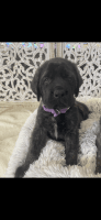 English Mastiff Puppies for sale in Cambria, CA, USA. price: $1,500
