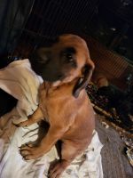 English Mastiff Puppies for sale in Cloquet, MN 55720, USA. price: $650