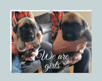 English Mastiff Puppies for sale in Lodi, CA 95240, USA. price: $2,500