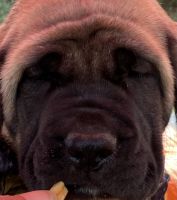 English Mastiff Puppies for sale in Patriot, OH, USA. price: $625