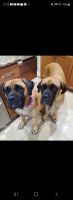 English Mastiff Puppies for sale in San Antonio, TX, USA. price: NA