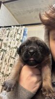 English Mastiff Puppies for sale in Marion, OH 43302, USA. price: $500
