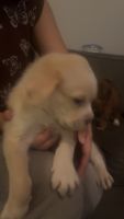 English Mastiff Puppies for sale in Springdale, Arkansas. price: NA