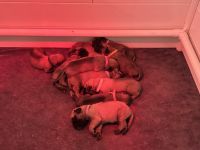 English Mastiff Puppies for sale in Little Rock, Arkansas. price: $2,000