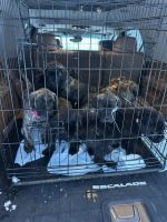 English Mastiff Puppies for sale in Northwood, Iowa. price: $550