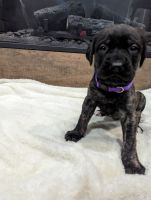 English Mastiff Puppies for sale in Bonner Springs, Kansas. price: $1,500