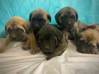 English Mastiff Puppies for sale in Hamilton, Ohio. price: $1,500