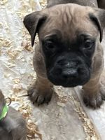 English Mastiff Puppies for sale in Aurora, Illinois. price: NA
