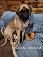 English Mastiff Puppies for sale in Camden, Tennessee. price: $1,400