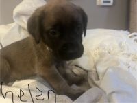 English Mastiff Puppies for sale in Aurora, Illinois. price: NA