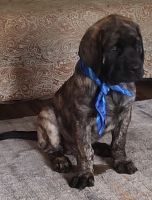English Mastiff Puppies for sale in Dunnellon, FL 34431, USA. price: $2,000