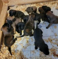 English Mastiff Puppies for sale in Conway, Arkansas. price: NA