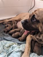 English Mastiff Puppies for sale in Johnson City, Tennessee. price: $1,800