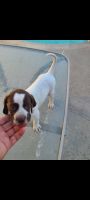 English Pointer Puppies for sale in Rancho Cucamonga, CA 91730, USA. price: NA