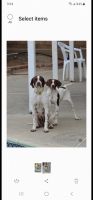 English Pointer Puppies for sale in Rancho Cucamonga, CA 91730, USA. price: $700