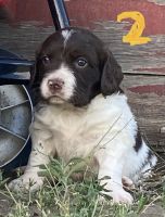 English Setter Puppies for sale in Sweet Grass, MT 59484, USA. price: NA