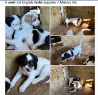 English Setter Puppies for sale in Macon, GA, USA. price: NA
