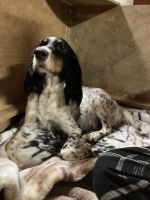 English Setter Puppies for sale in Mcveytown, PA 17051, USA. price: NA
