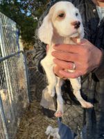 English Setter Puppies for sale in Falmouth, KY, USA. price: NA