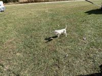 English Setter Puppies for sale in Falmouth, KY, USA. price: NA