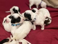 English Setter Puppies Photos