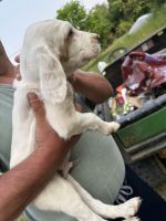 English Setter Puppies for sale in Falmouth, KY, USA. price: $400