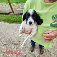 English Setter Puppies for sale in Mt Sterling, KY 40353, USA. price: $800