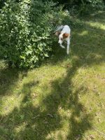 English Setter Puppies for sale in Springfield, MO 65802, USA. price: $500