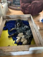 English Setter Puppies for sale in Richford, VT 05476, USA. price: $800