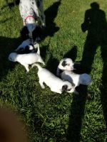 English Setter Puppies for sale in Crystal Lake, IL, USA. price: $400