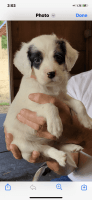 English Setter Puppies for sale in New York, NY, USA. price: $1,200