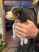 English Setter Puppies for sale in Falmouth, KY, USA. price: $500