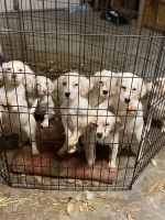 English Setter Puppies for sale in Knoxville, Tennessee. price: NA
