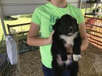 English Shepherd Puppies for sale in 17441 E Huffer Rd, Hope, IN 47246, USA. price: NA