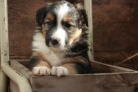 English Shepherd Puppies for sale in Athens, WI 54411, USA. price: NA