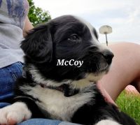 English Shepherd Puppies for sale in Marcellus, MI 49067, USA. price: NA